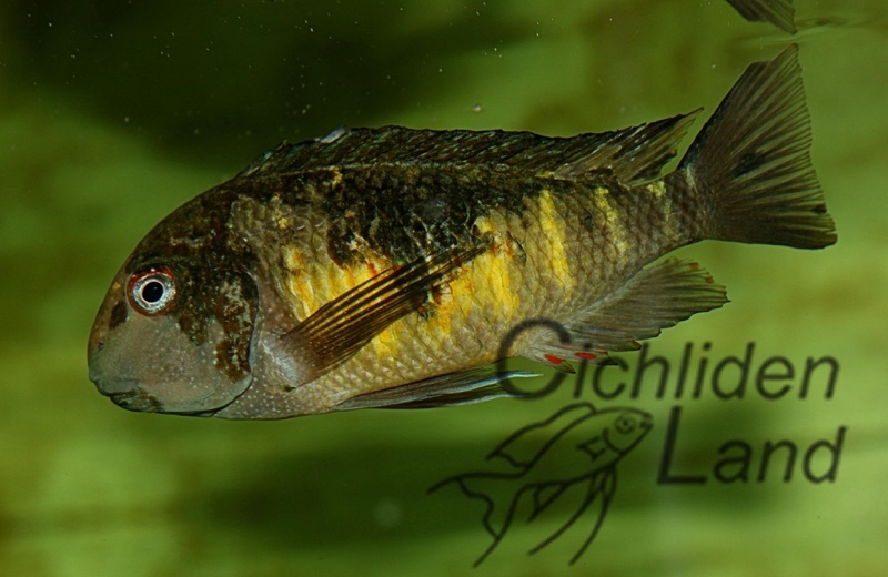 Tropheus moorii 'Kalambo Lodge' Kushangaza